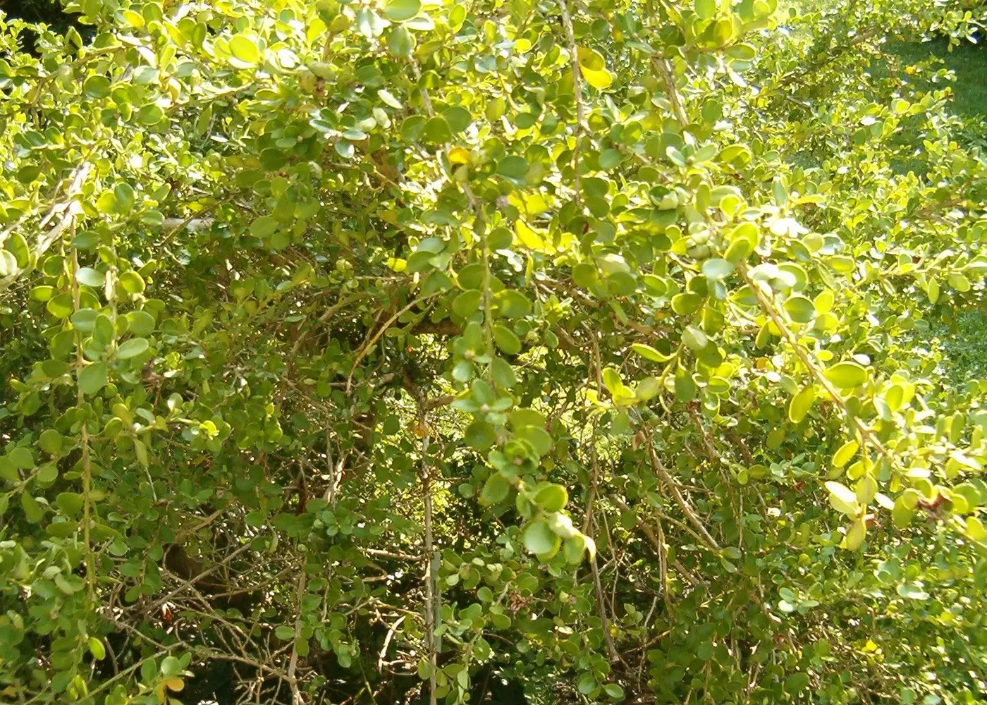 Representative japanese boxwood plant