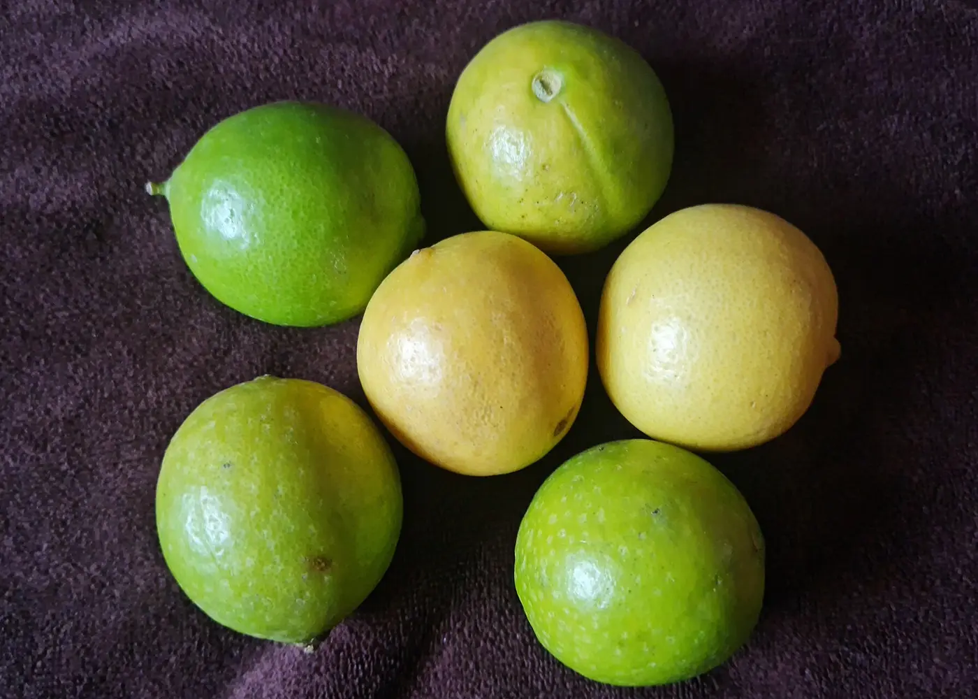 Representative key lime plant