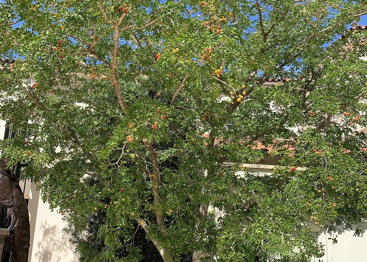 Representative lignum vitae plant