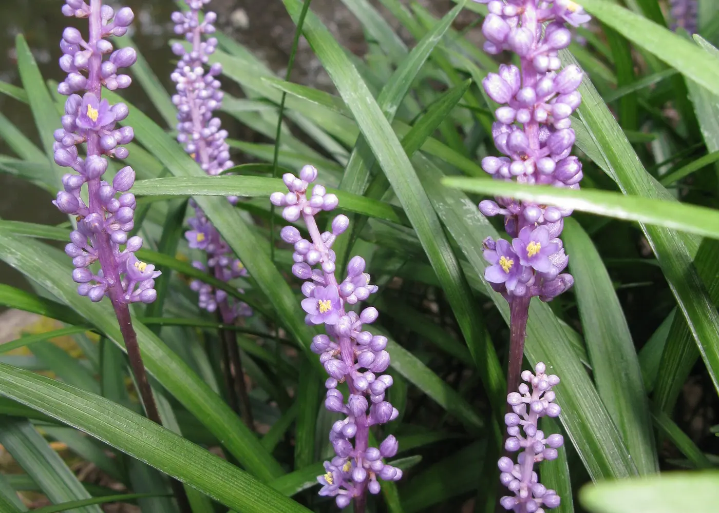 Representative liriope plant