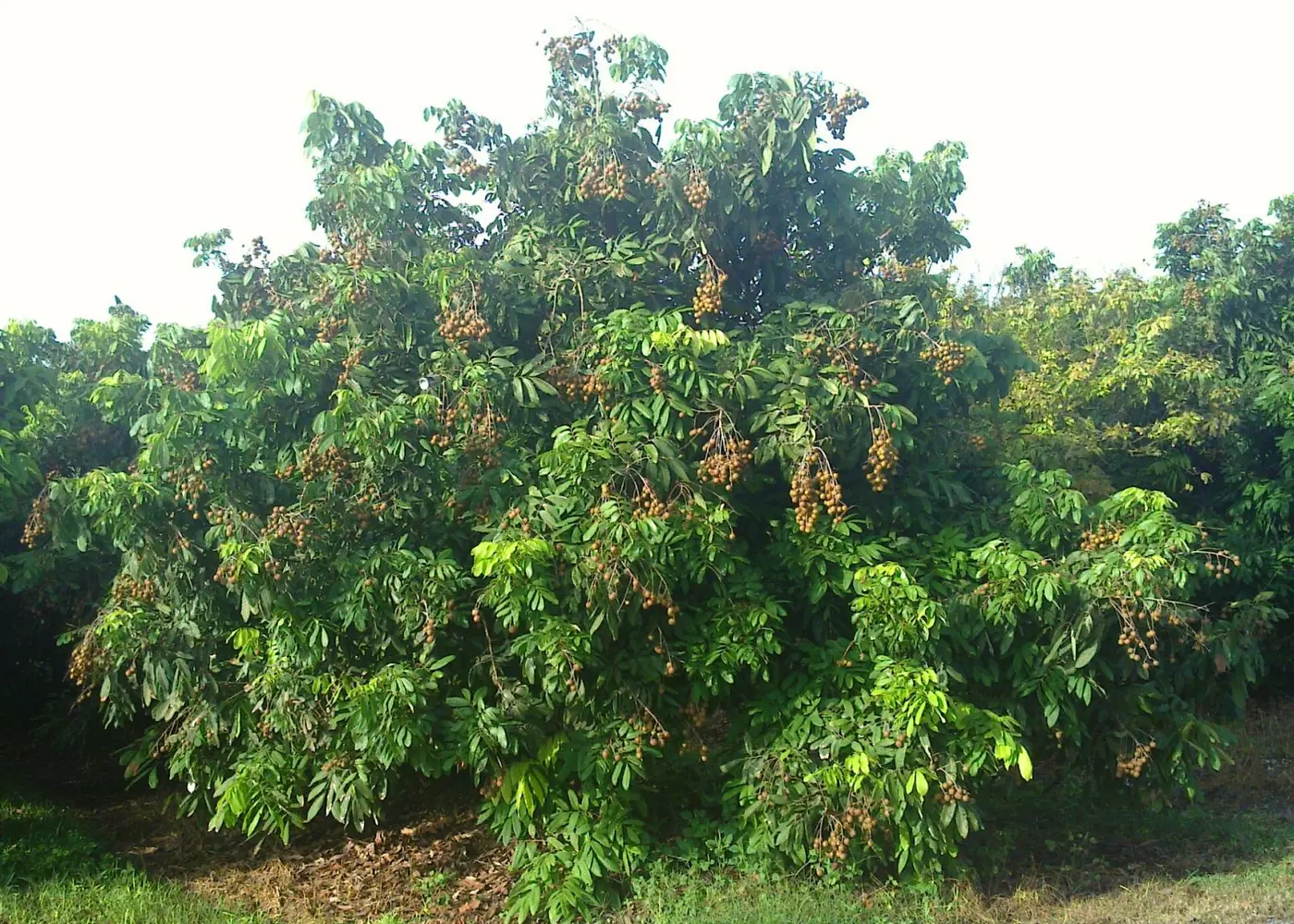 Representative longan plant