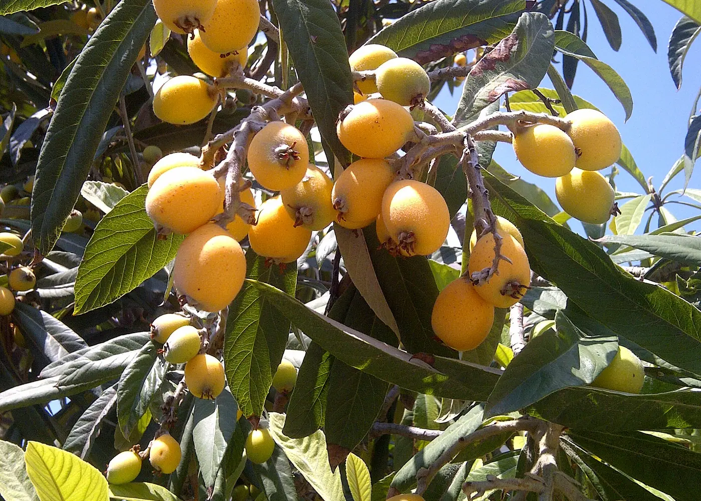 Representative loquat plant
