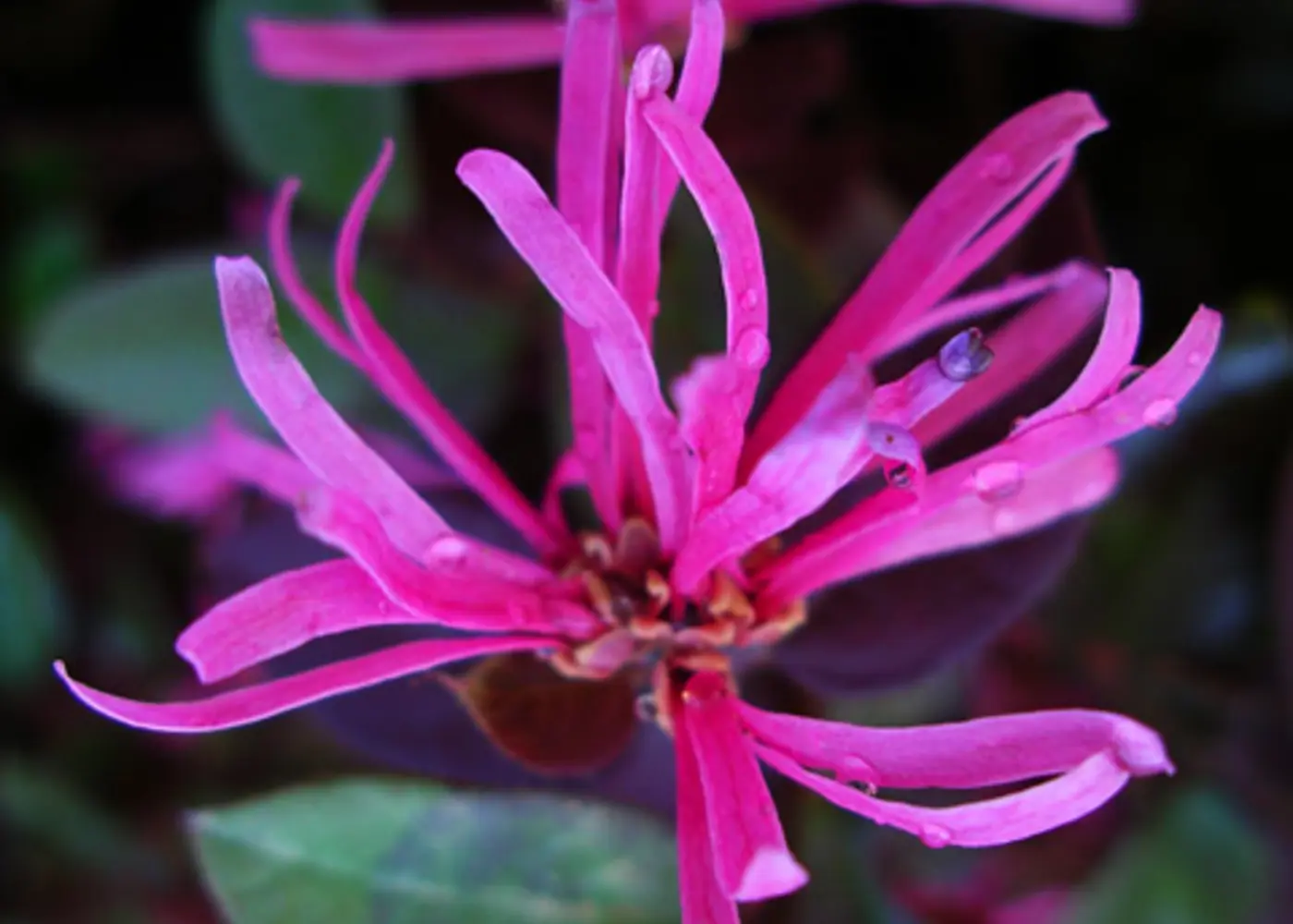 Representative loropetalum plant