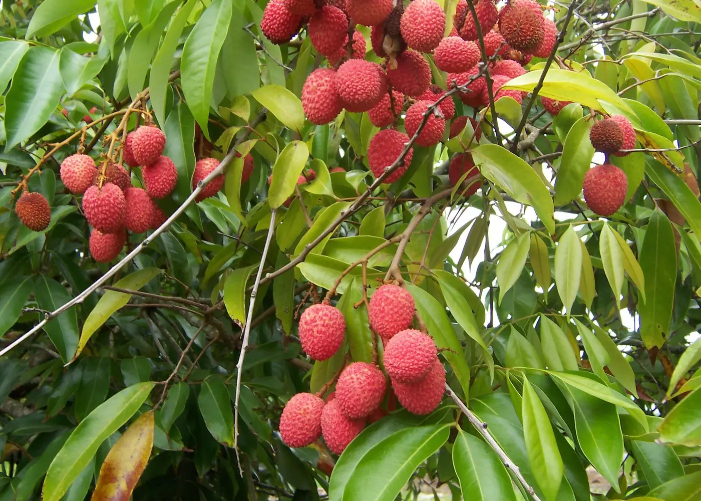 Representative lychee plant