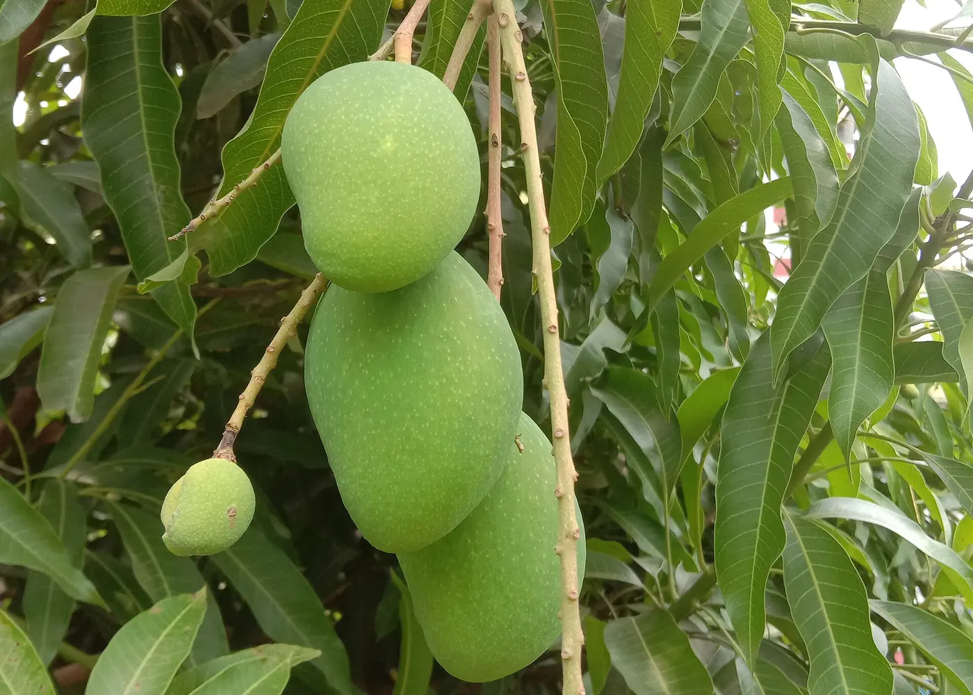 Mango tree