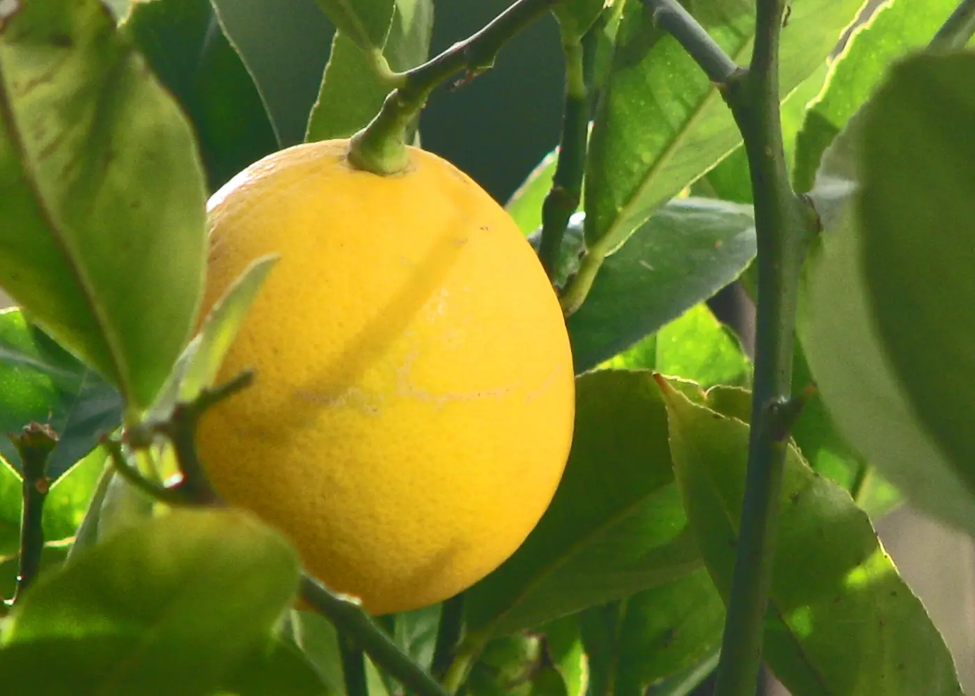 Representative meyer lemon plant