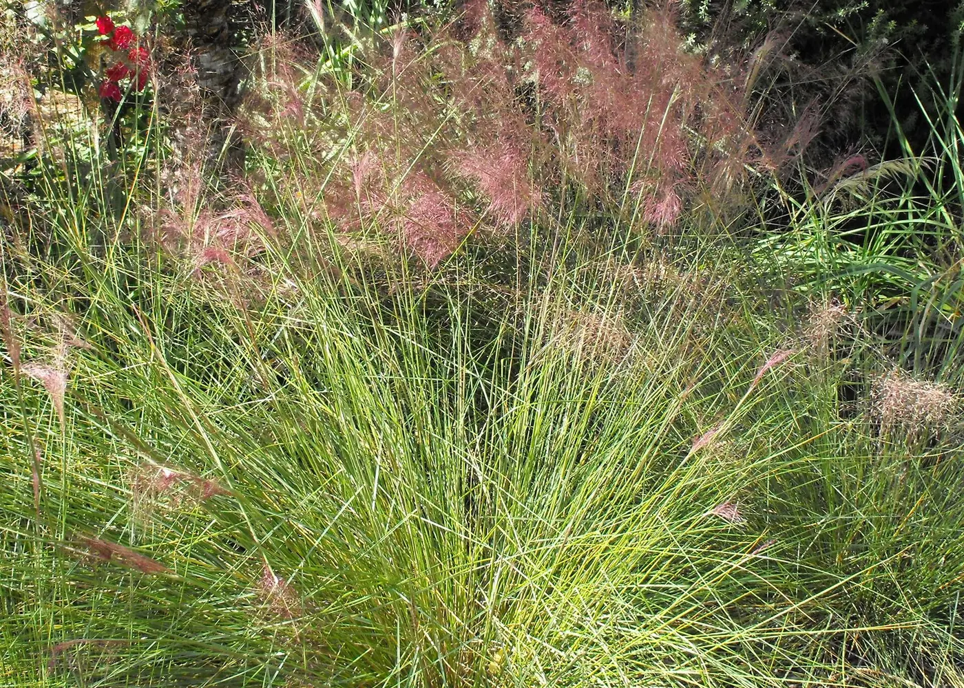 Muhly grass