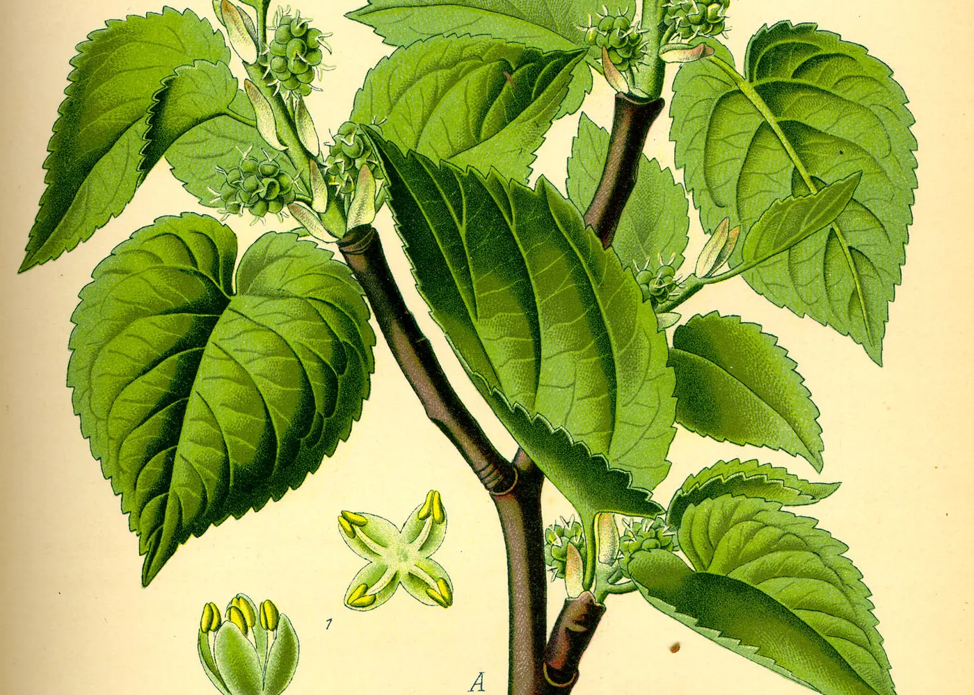 Representative mulberry plant