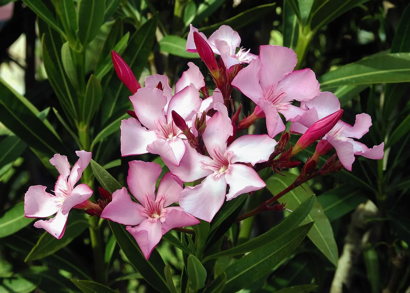 Representative oleander plant