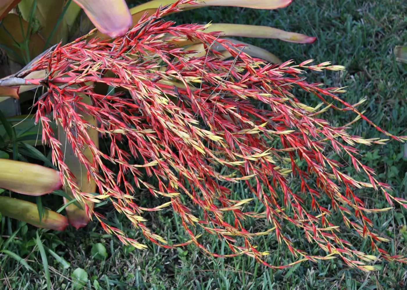 Representative orange aechmea bromeliad plant