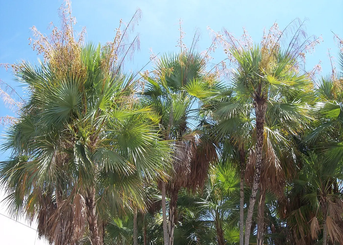 Representative paurotis palm plant