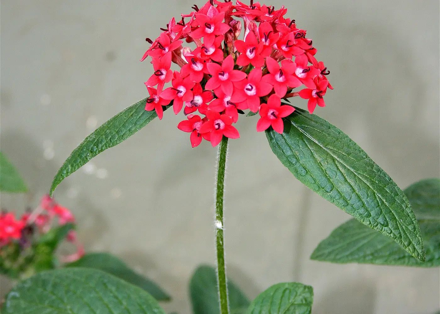 Representative pentas plant