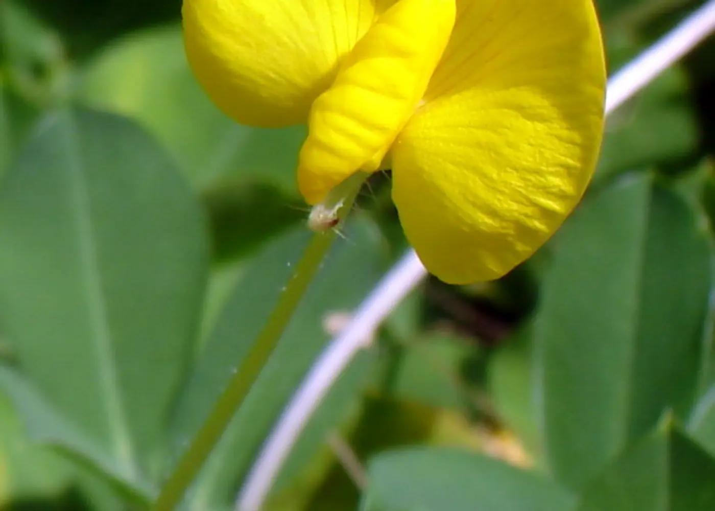 Representative perennial peanut plant