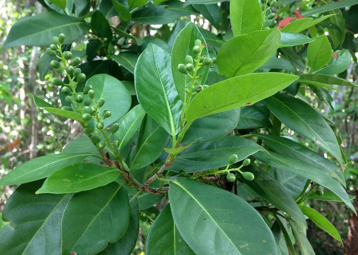 Representative pigeon plum plant