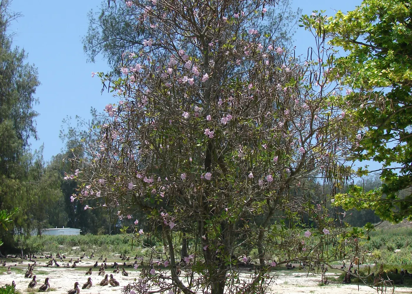 Representative pink trumpet tree plant