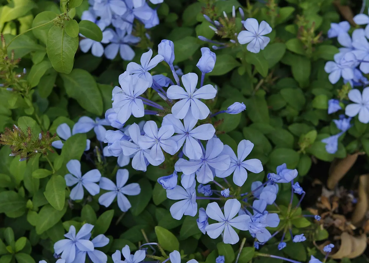 Representative plumbago plant