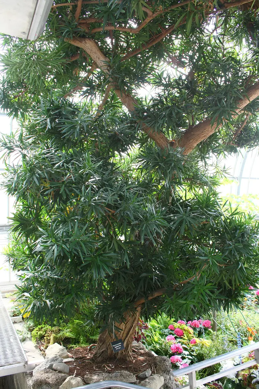 Representative podocarpus plant