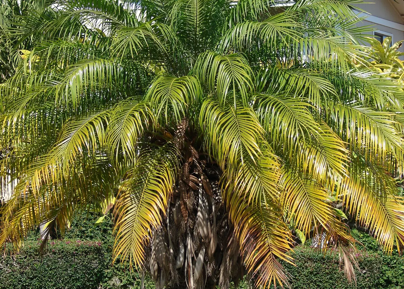Representative pygmy date palm plant