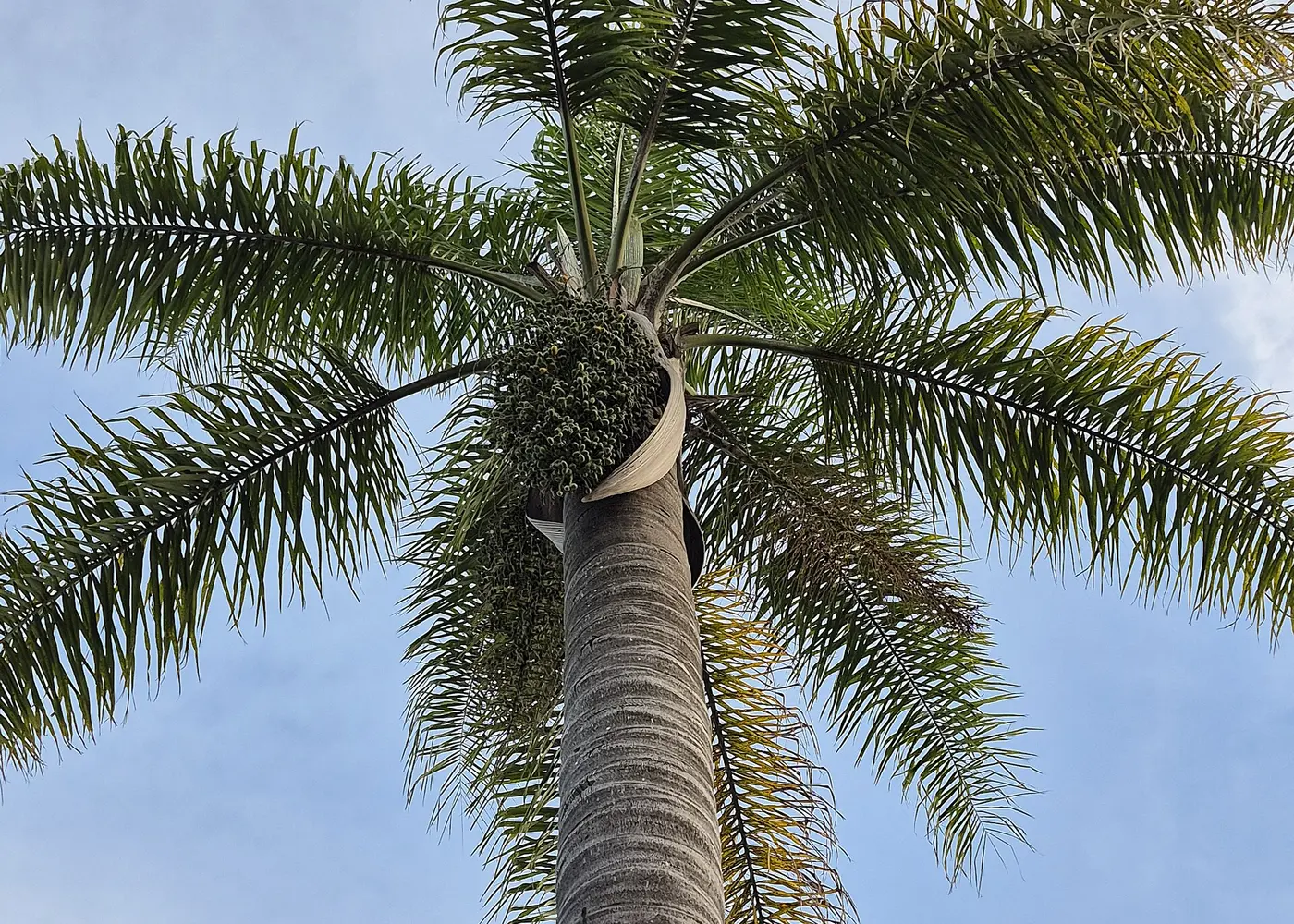 Representative queen palm plant