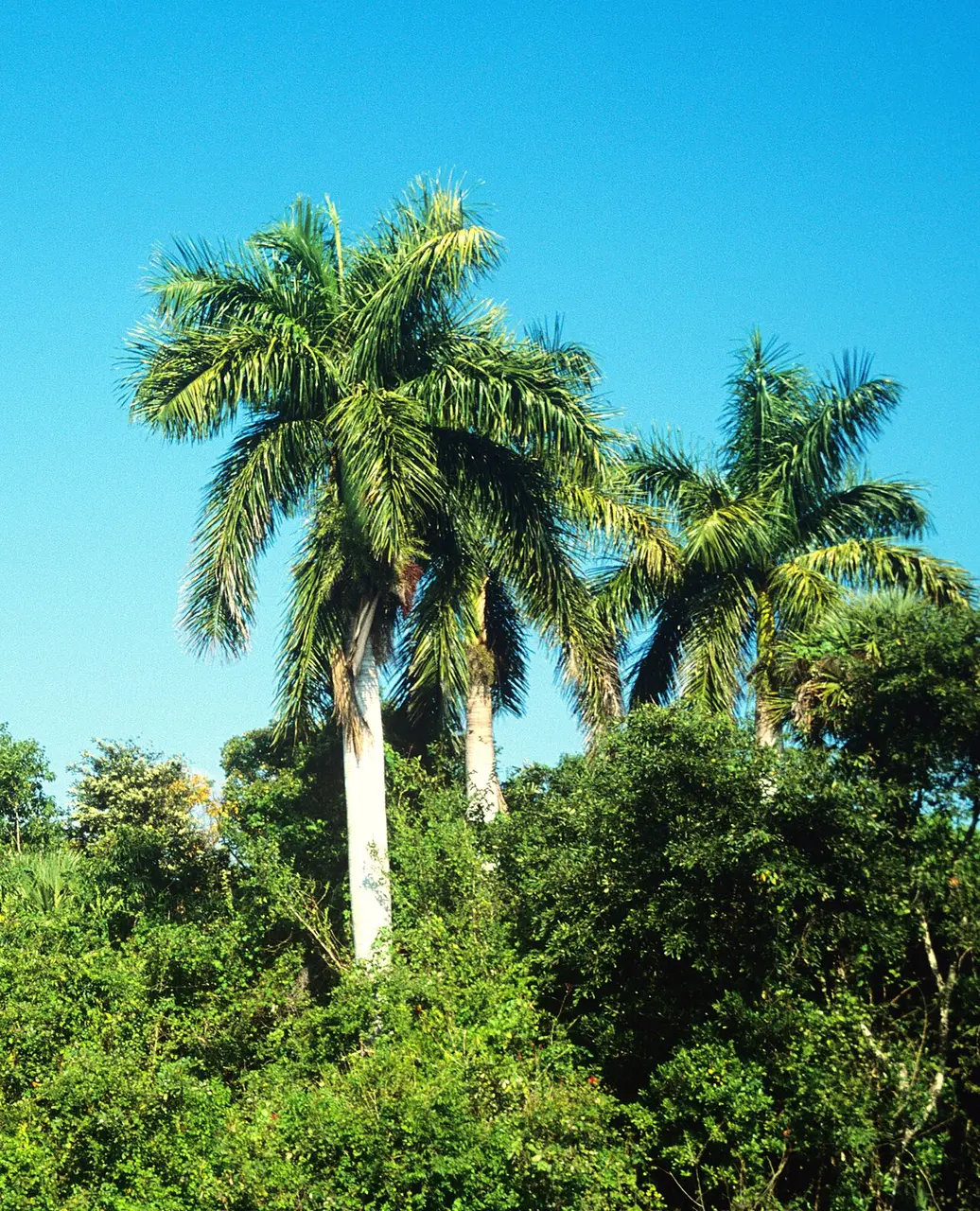 Royal palms