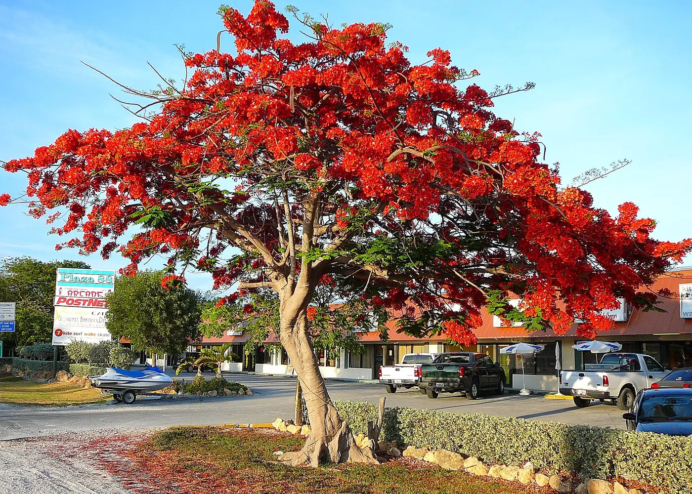 Royal poinciana