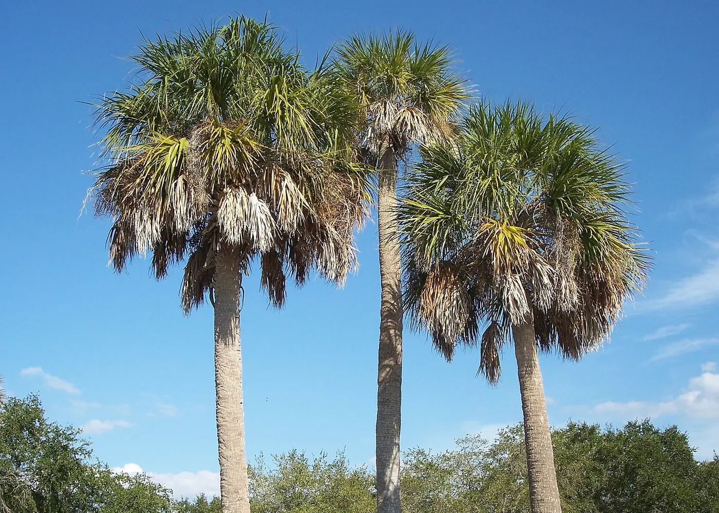 Representative sabal palm plant