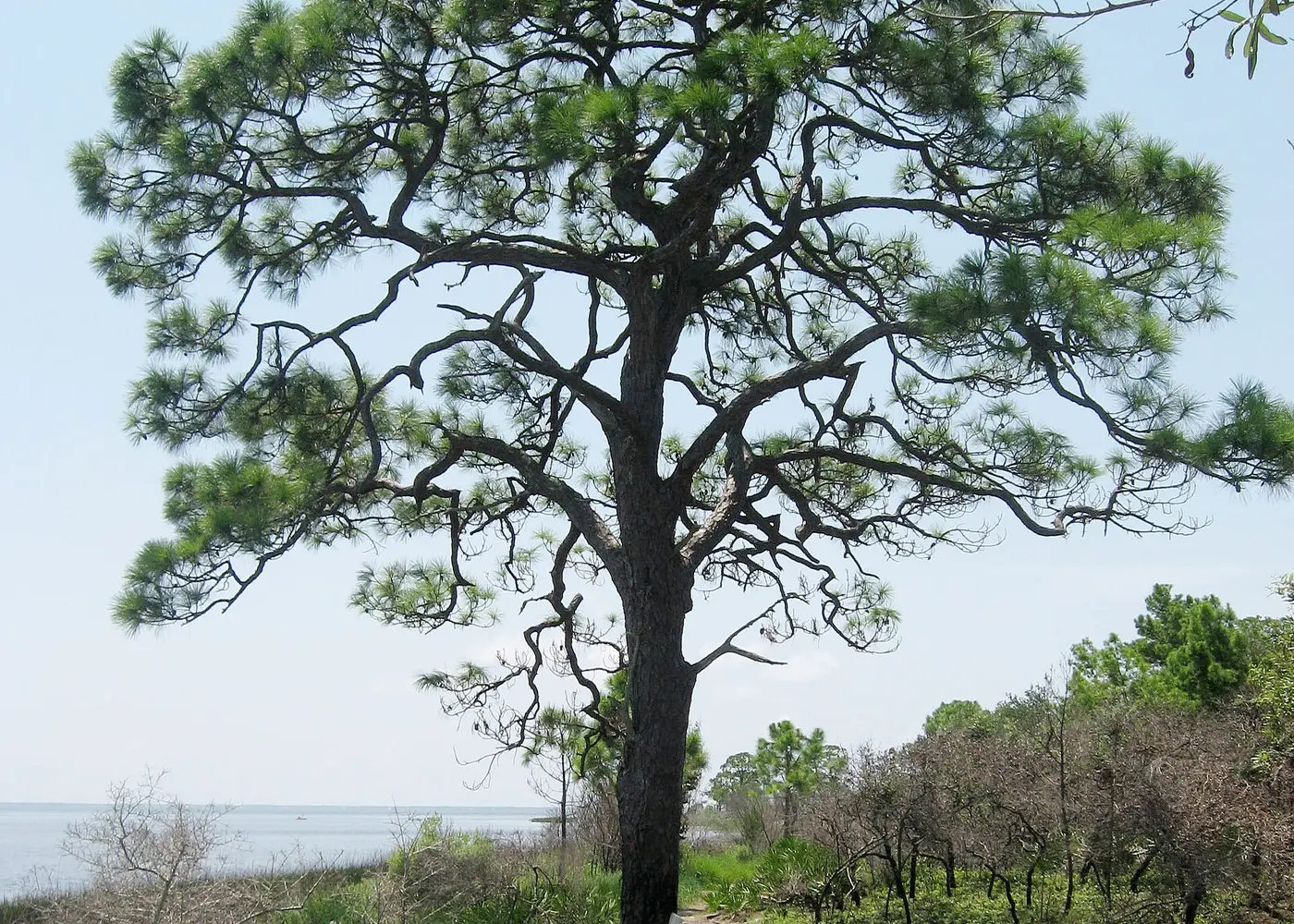 Representative slash pine plant