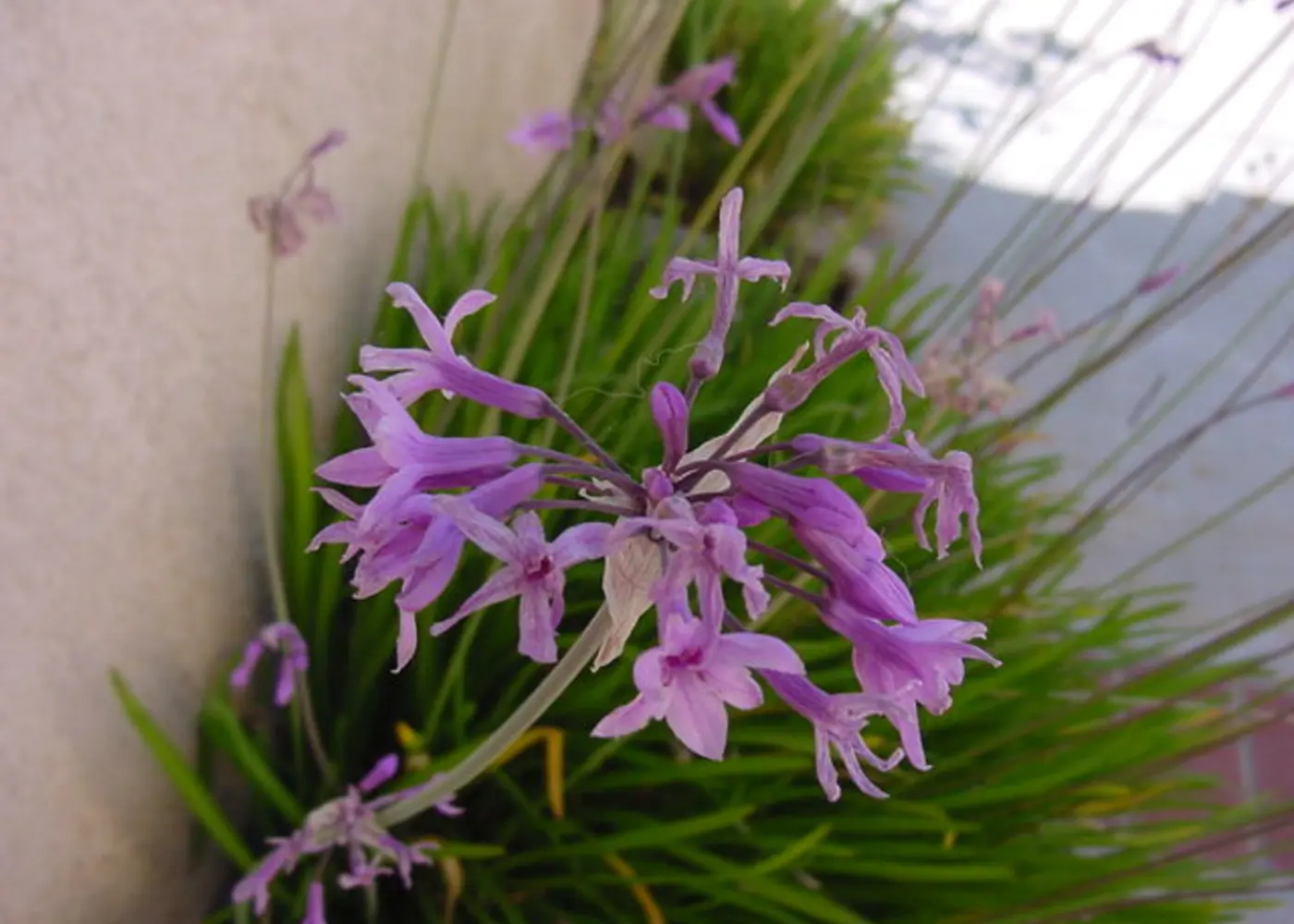 Representative society garlic plant