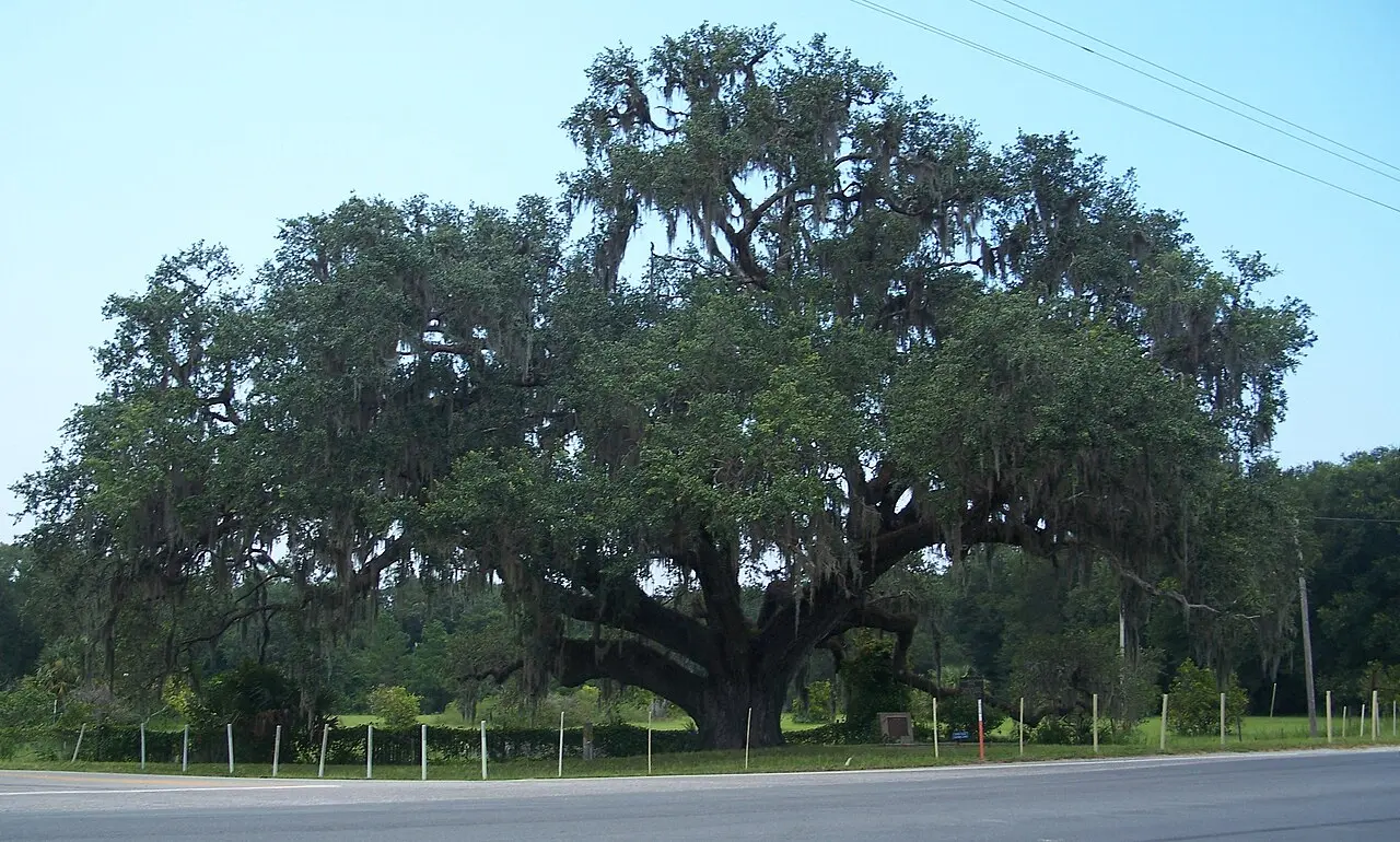 Southern live oak