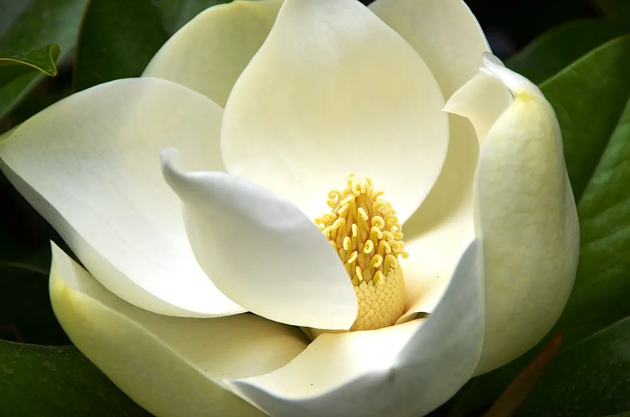 Representative southern magnolia plant