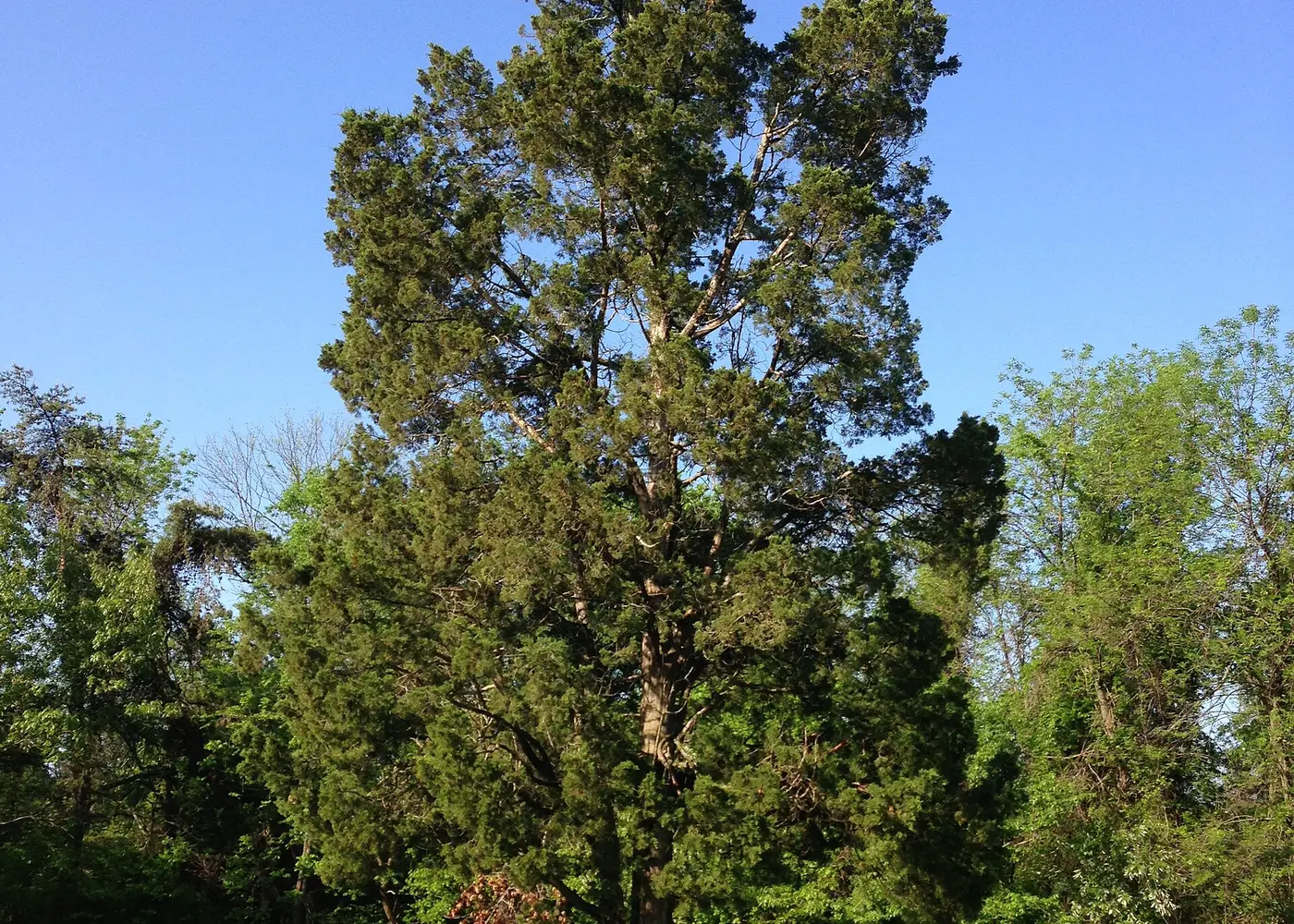 Representative southern red cedar plant
