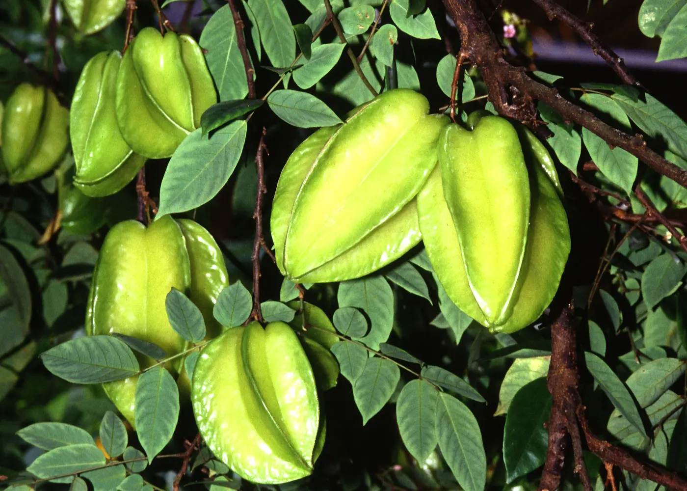 Representative starfruit / carambola plant