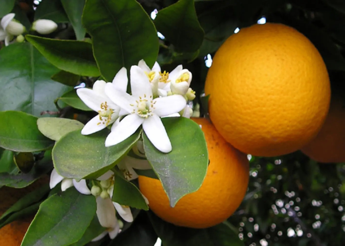 Representative sweet orange plant