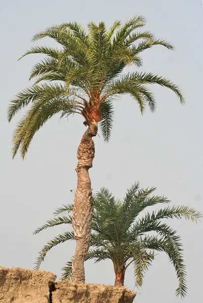 Representative sylvester date palm plant