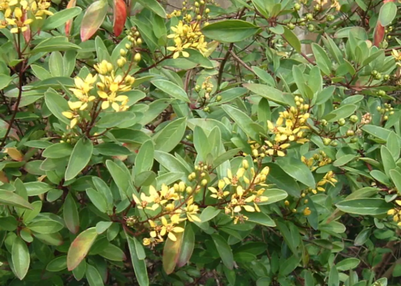 Representative thryallis plant