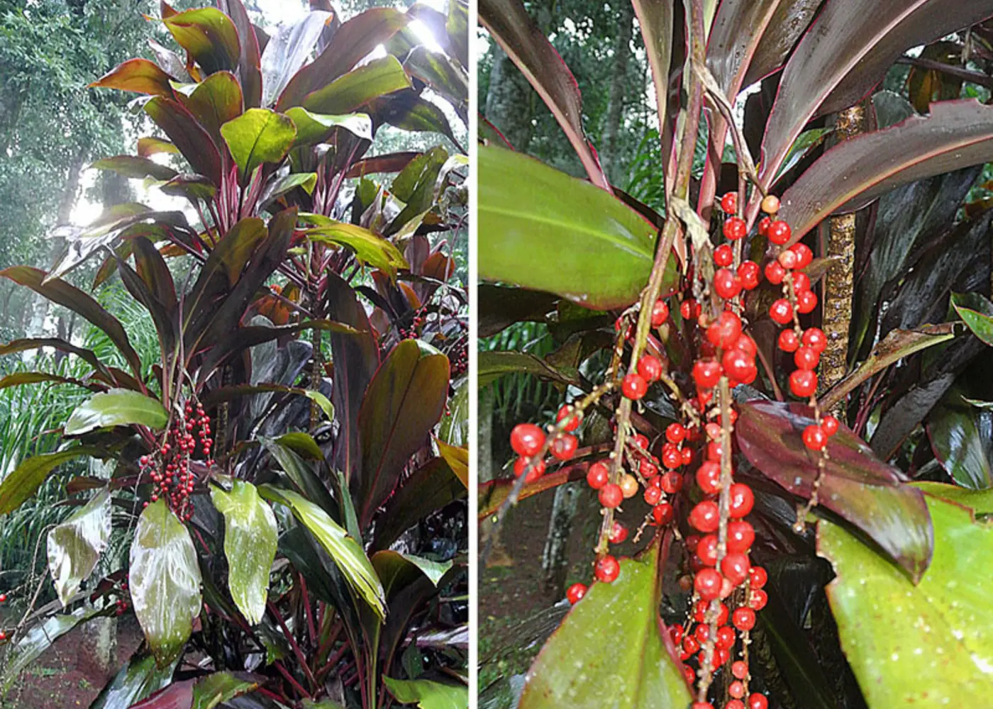Representative ti plant plant