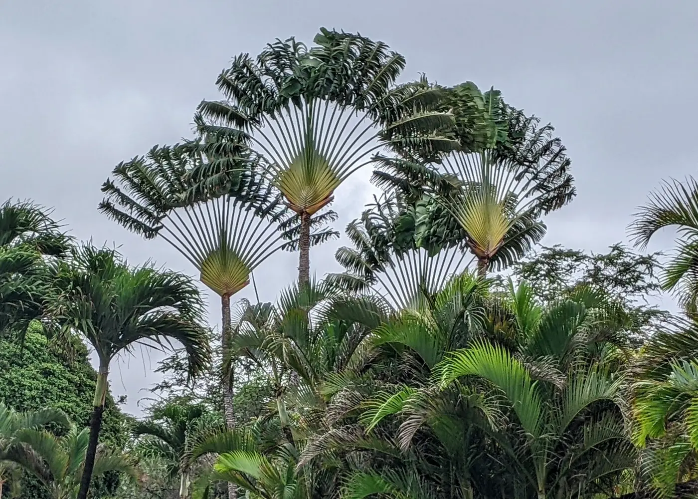 Representative traveler's palm plant