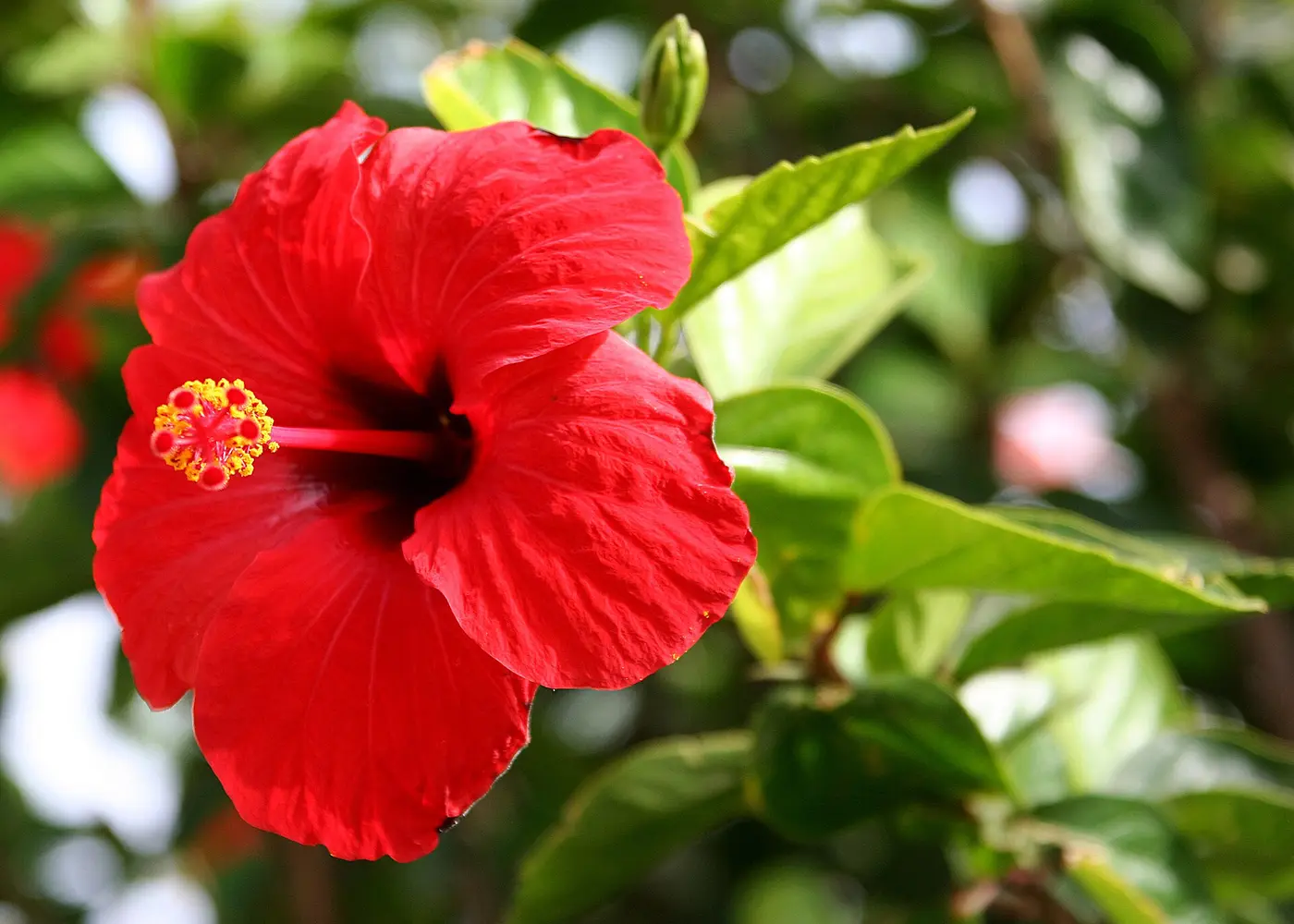 Tropical hibiscus