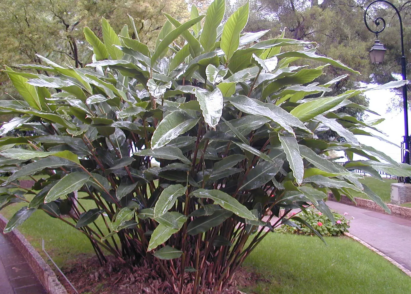 Representative variegated shell ginger plant