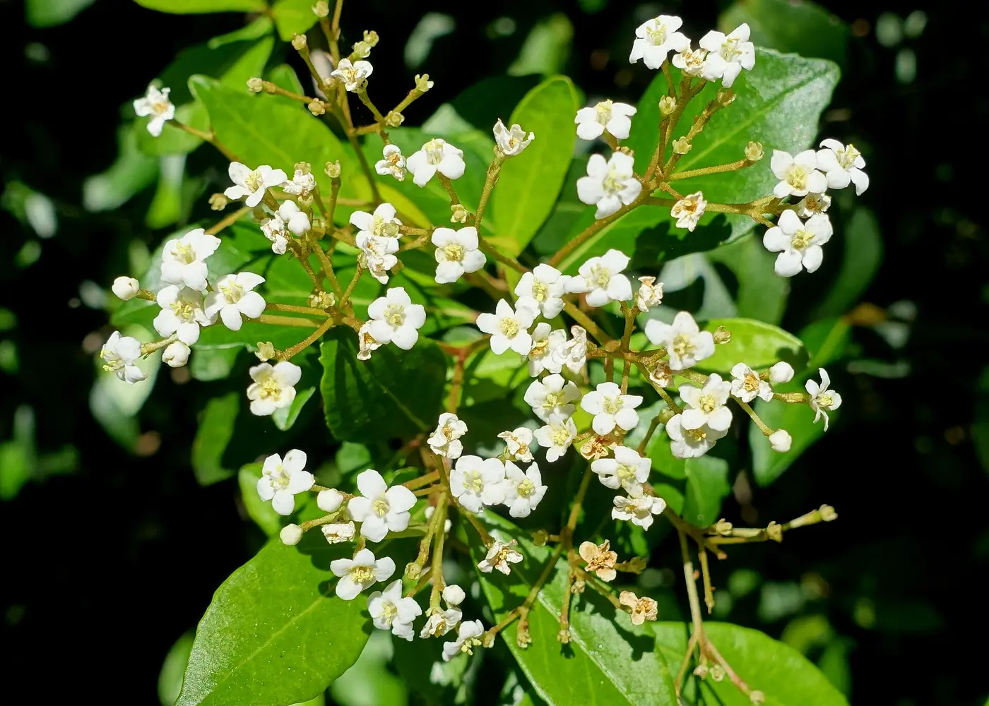 Representative walter's viburnum plant