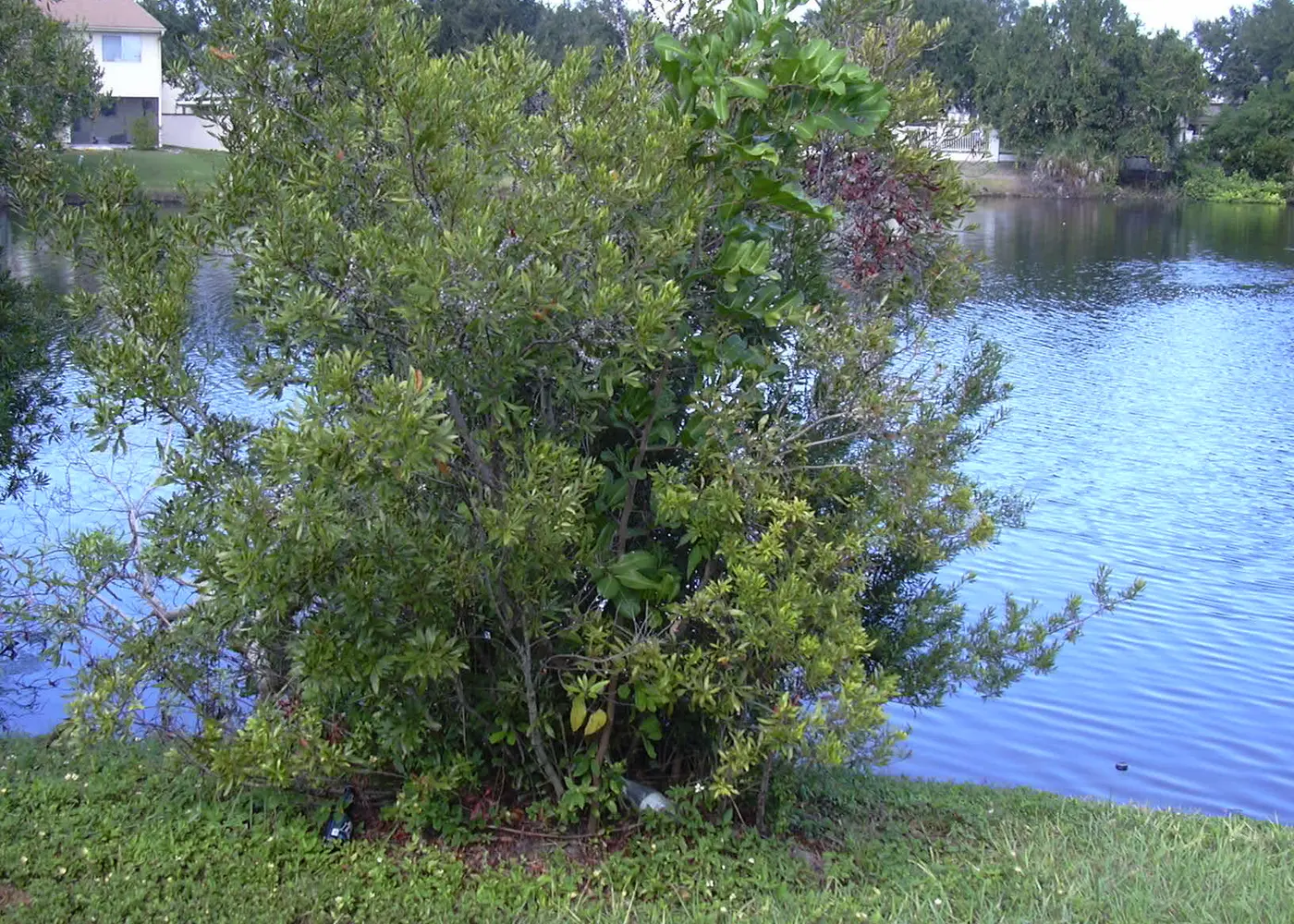 Representative wax myrtle plant