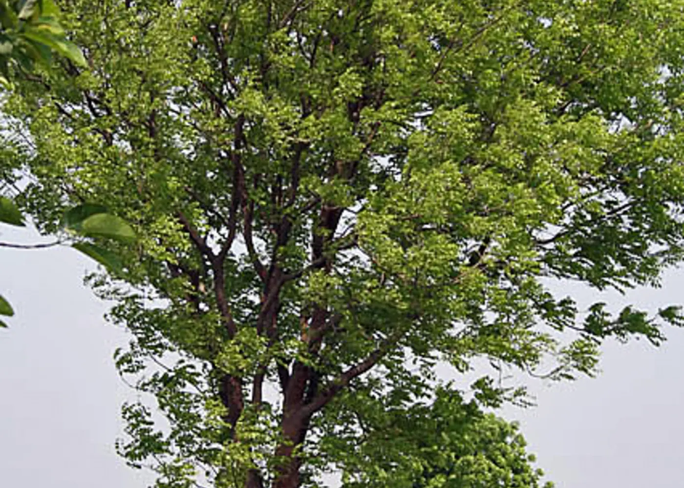 Representative west indian mahogany plant