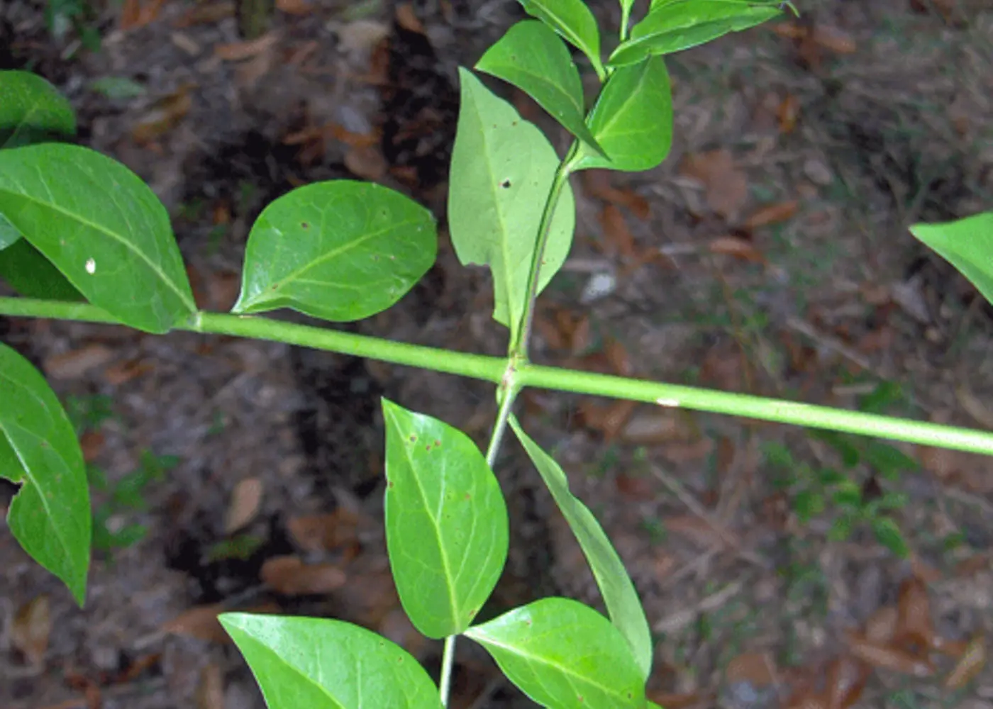 Representative white stopper plant