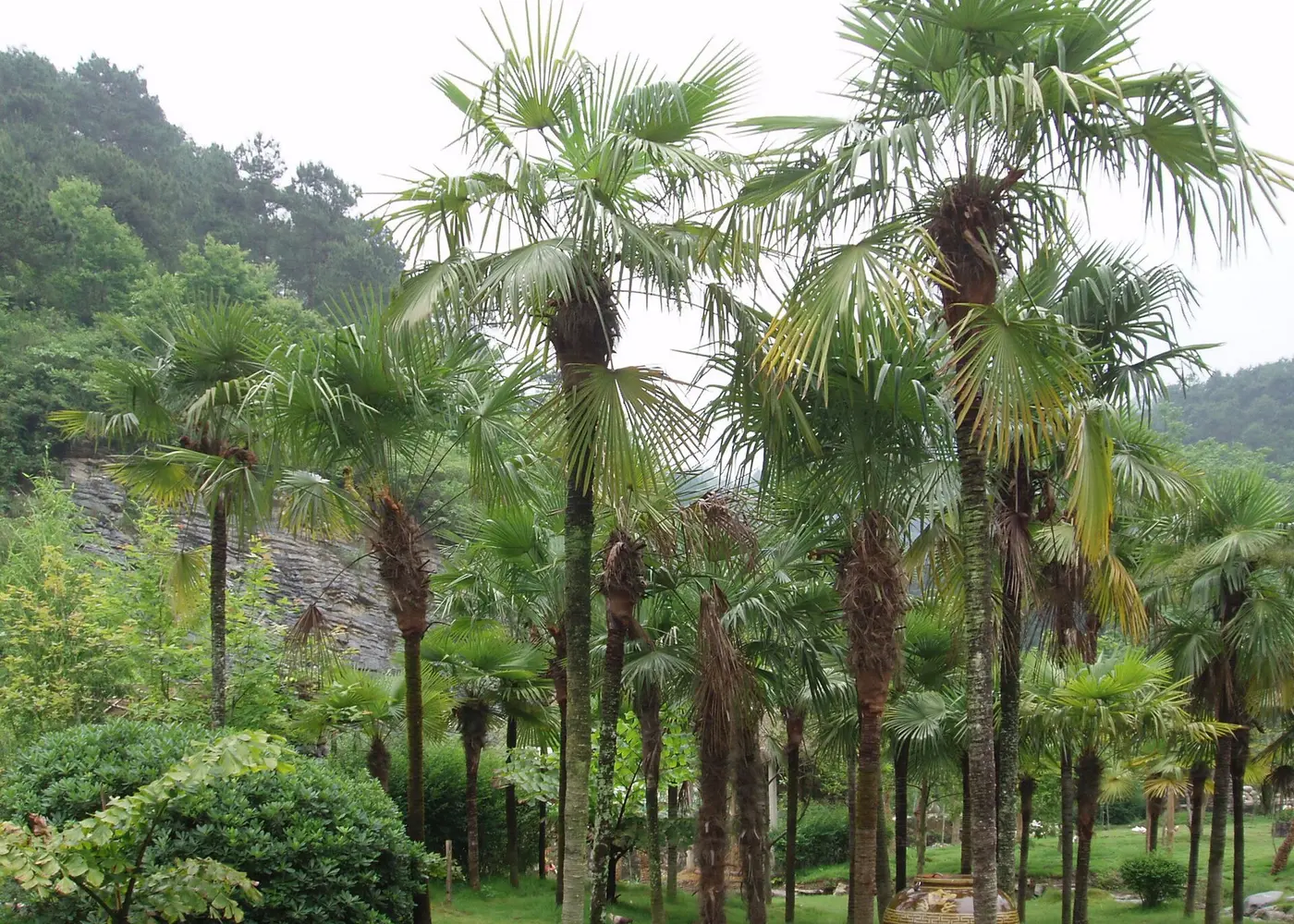 Representative windmill palm plant