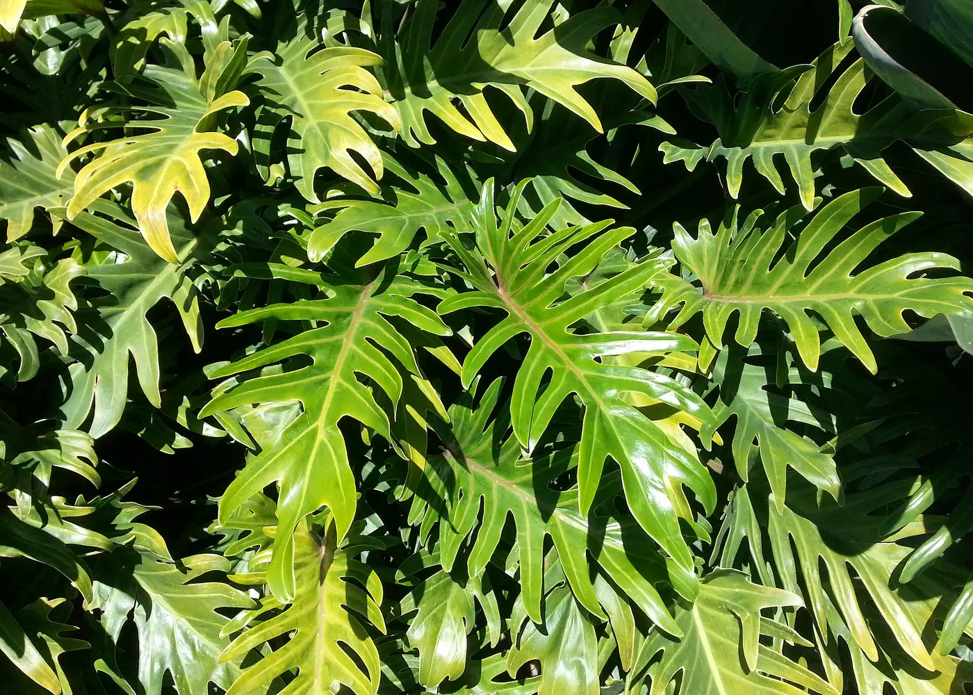 Representative xanadu philodendron plant